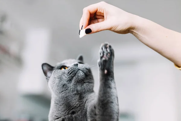 Dar Lanche Petisco Para Gato Britânico Britânico Raça Shorthair — Fotografia de Stock