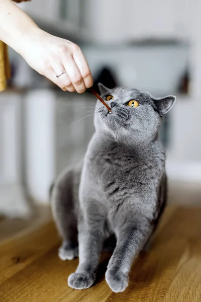英国の猫のための軽食や治療を与える イギリスのショートヘア品種 — ストック写真