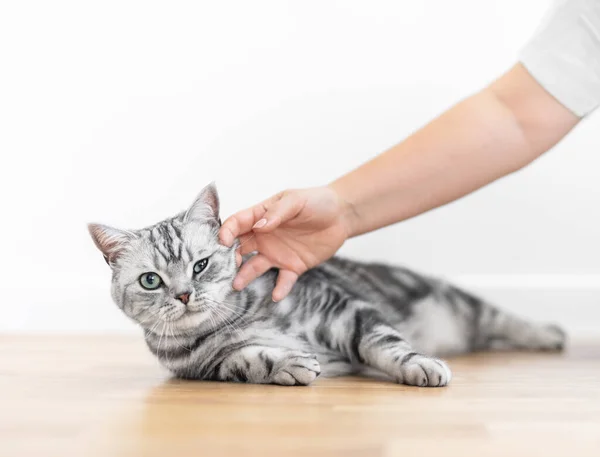 Stroking Kitten British Shorthair Silver Tabby Cat Home Purebred — Fotografia de Stock