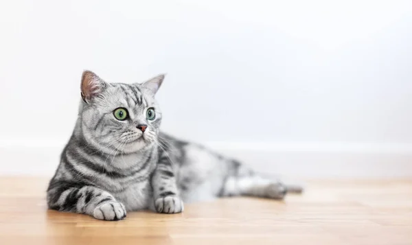 Kitten British Shorthair Silver Tabby Cat Home Purebred — Stock Fotó