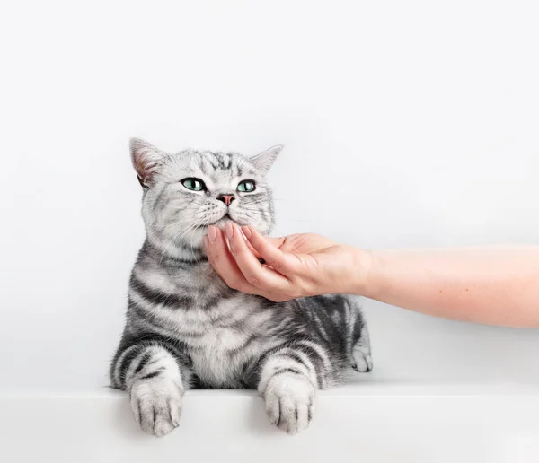 Stroking Kitten British Shorthair Silver Tabby Cat Purebred Copy Space — Stock Fotó