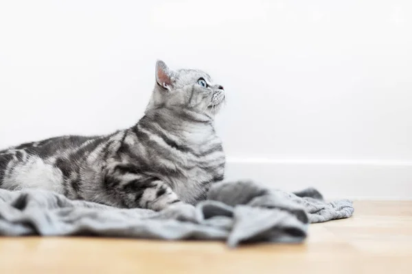 Stroking Kitten British Shorthair Silver Tabby Cat Home Purebred — Stockfoto