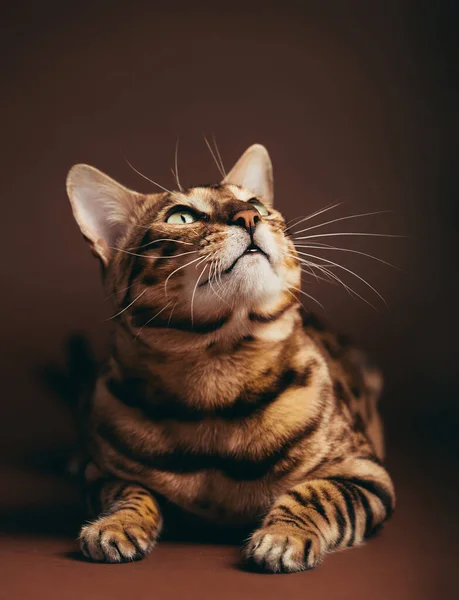 Bengaliska Kattporträtt Ateljé Renrasiga — Stockfoto