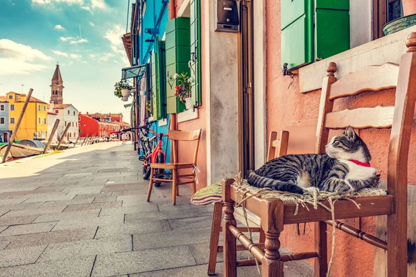 Γάτα Αναπαύεται Καρέκλα Στο Μπουράνο Της Ιταλίας Πολύχρωμα Ζωγραφισμένα Σπίτια — Φωτογραφία Αρχείου