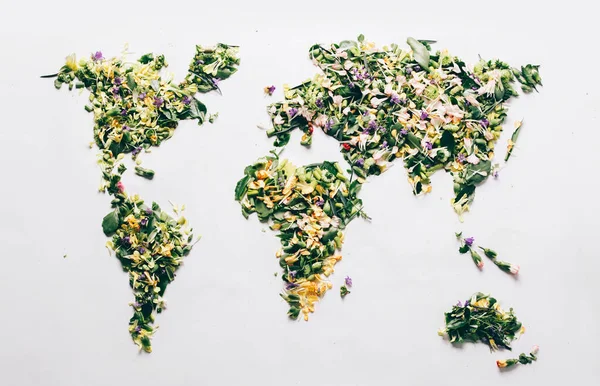 用野春花瓣 叶子和茎在白色背景上制成的世界地图 — 图库照片