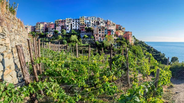Corniglia Cinque Terre Italië Met Wijngaarden Terrassen Zomer Populaire Toeristische — Stockfoto