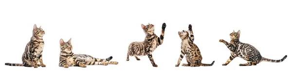 Gato Bengala Con Colección Poses Rascado Conjunto Aislado Sobre Fondo —  Fotos de Stock
