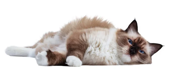 Katt Ragdoll Isolerad Vit Bakgrund — Stockfoto