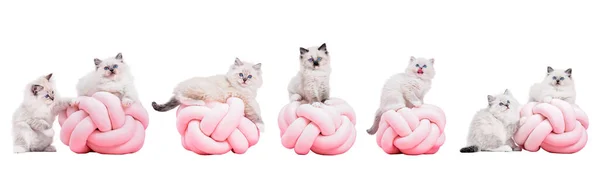 Pembe Yastıkta Oynayan Komik Kedi Yavrusu Koleksiyonu Beyaz Arka Planda — Stok fotoğraf