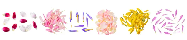 Квіткові Пелюстки Купи Одиночні Колекція Встановлена Ізольовано Прозорому Білому Тлі — стокове фото