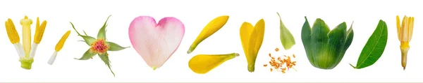 Bagian Dari Koleksi Makro Close Bunga Diisolasi Pada Latar Belakang — Stok Foto
