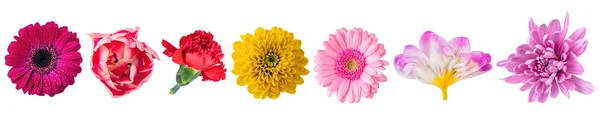 上からの花のクローズアップコレクションビュー 透明白色の背景に隔離されたセット — ストック写真
