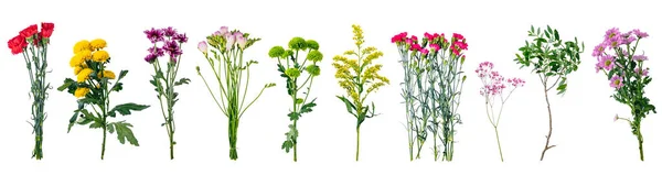野生の花のコレクション 透明な白い背景に隔離されたセット — ストック写真