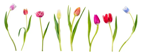Egyedülálló Tulipán Virág Gyűjtemény Készlet Elszigetelt Átlátszó Fehér Háttér — Stock Fotó