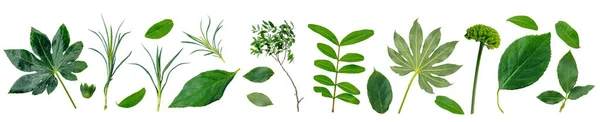 Sammlung Grüner Blätter Und Blattelemente Isoliert Auf Transparentem Weißen Hintergrund — Stockfoto