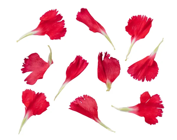 Pétalas Flores Vermelhas Coleção Floral Isolado Fundo Branco Transparente — Fotografia de Stock