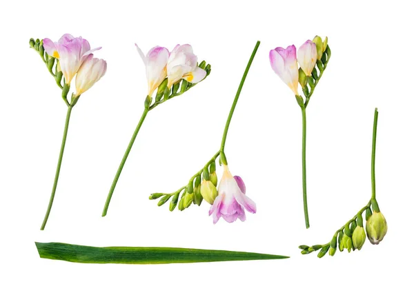 Virág Alkatrészek Virágos Gyűjtemény Elszigetelt Átlátszó Fehér Háttér — Stock Fotó