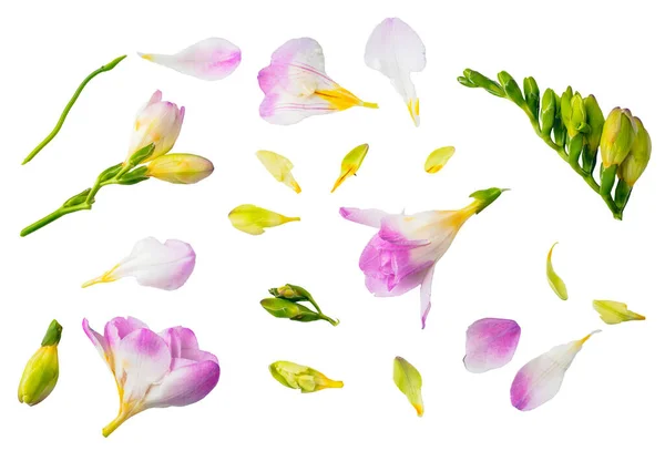 Partes Flores Tallos Hojas Colección Floral Aislada Sobre Fondo Blanco —  Fotos de Stock