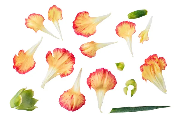 Čerstvé Okvětní Lístky Listy Květinové Sbírky Izolované Průhledném Bílém Pozadí — Stock fotografie