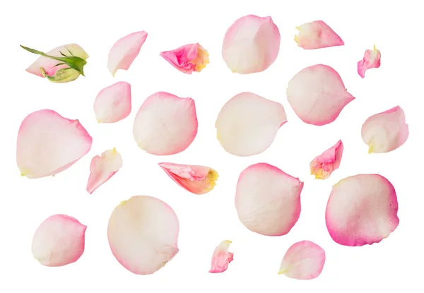 ピンクの花の花びらのコレクションは 透明な白い背景に隔離された — ストック写真