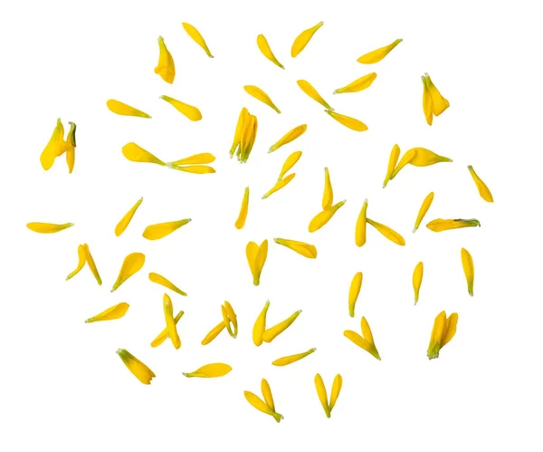 Pétalas Flores Amarelas Isoladas Sobre Fundo Branco Transparente — Fotografia de Stock