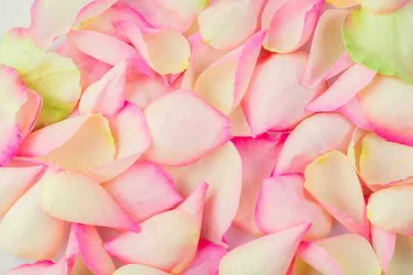 Pétalas Flores Delicadas Fundo Floral Ótimo Para Cartão Saudação Para — Fotografia de Stock