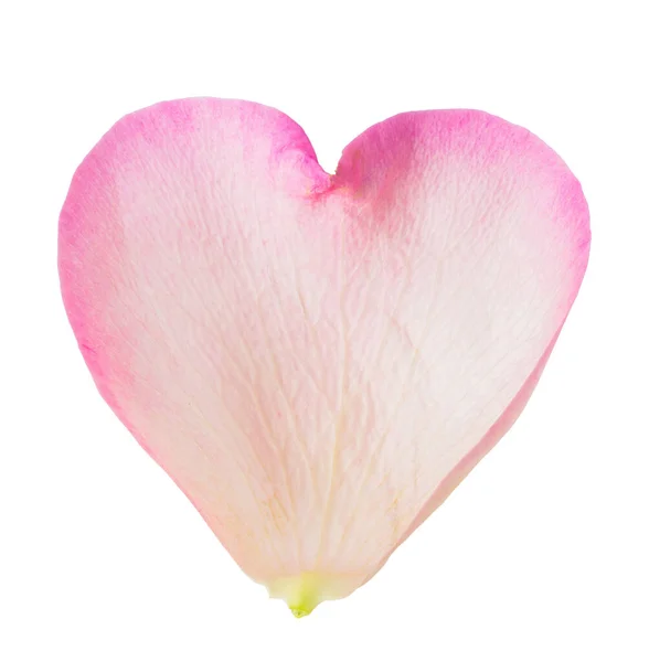 Forma Cuore Petalo Fiore Rosa Isolato Sfondo Bianco Trasparente — Foto Stock