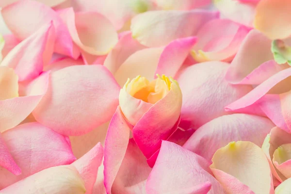 繊細な花びらの花の背景 母の日やバレンタインデーのグリーティングカードに最適 — ストック写真
