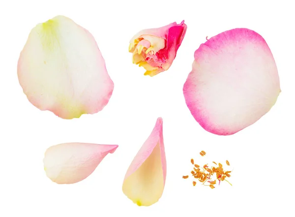 Parties Collection Fleurs Pétales Pollens Isolées Sur Fond Blanc Transparent — Photo