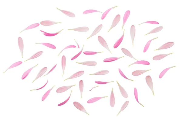 Розовые Лепестки Цветов Изолированы Прозрачном Белом Фоне — стоковое фото