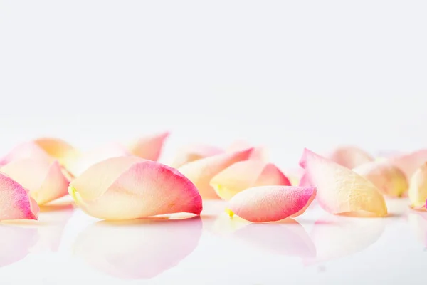 Blütenblätter Nahaufnahme Auf Weißem Hintergrund Mit Kopierraum Ideal Für Grußkarte — Stockfoto