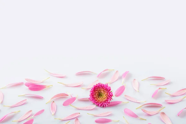 Rózsaszín Virágszirmok Fehér Háttér Másolási Hely Nagy Üdvözlőlap Anyák Napjára — Stock Fotó