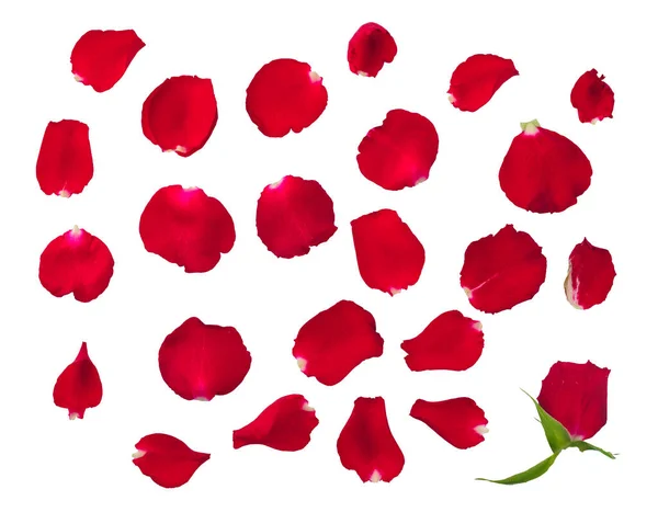 透明な白地に孤立した赤いバラの花びらのコレクション — ストック写真