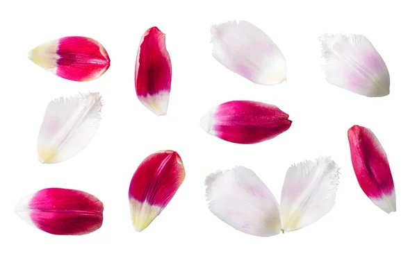Pétales Fleurs Rouges Blanches Collection Florale Isolée Sur Fond Blanc — Photo