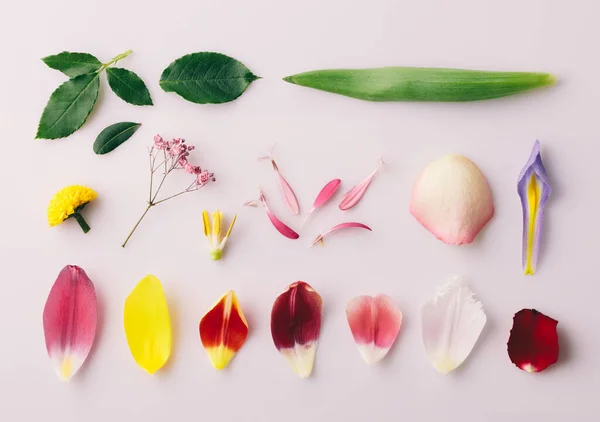 Részei Virág Szirmok Levelek Virágos Gyűjtemény Felülről Nézve Lapos Fekvésű — Stock Fotó