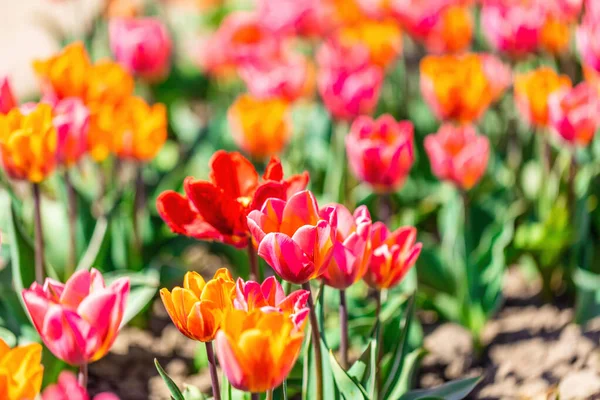 Tulpenfeld Blüht Frühling Buntes Frühlingswetter — Stockfoto