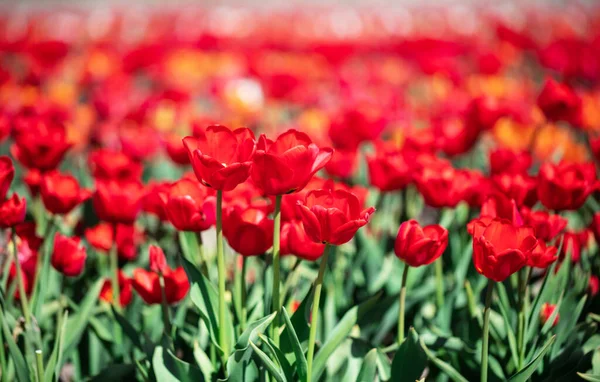 Champ Tulipes Fleurit Printemps Printemps Coloré — Photo