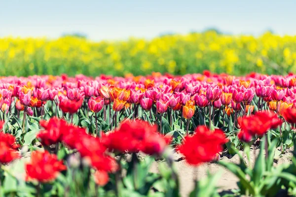 Цветы Тюльпана Весной Цветная Весна — стоковое фото