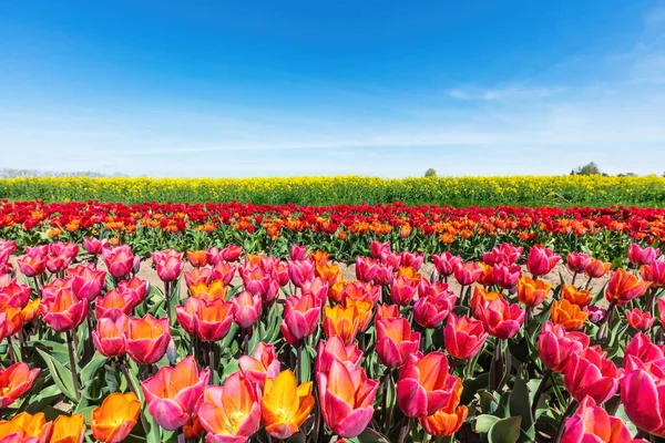 Tulpan Blommor Fält Våren Blå Himmel Färgglada Våren Tid — Stockfoto