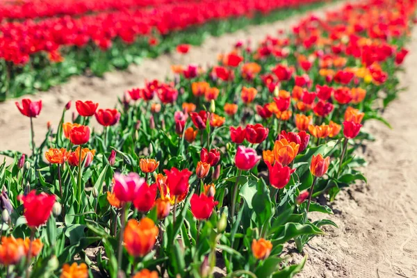 Bahar Çiçeklerinin Açtığı Lale Tarlası Çiftliği Çiçek Yetiştirme Çiftliği — Stok fotoğraf