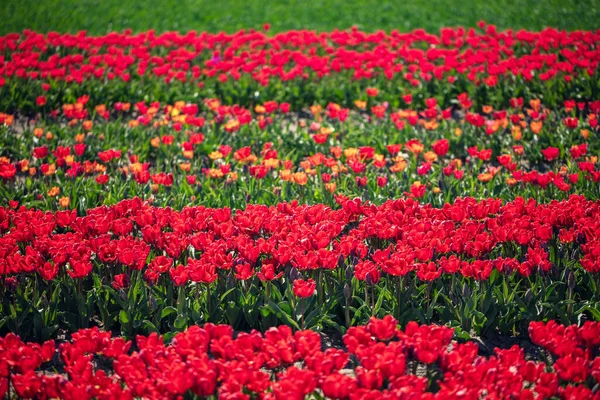 春花盛开的郁金香田园 花卉种植农场 — 图库照片