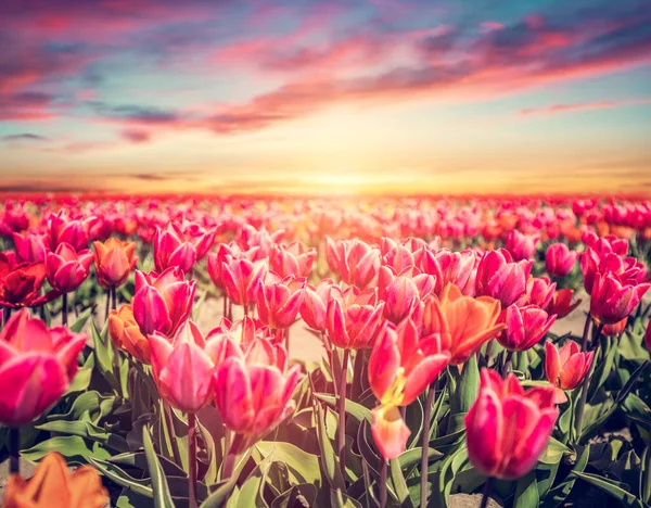 Tulipánvirág Mező Tavasszal Naplementekor Színes Tavasz — Stock Fotó