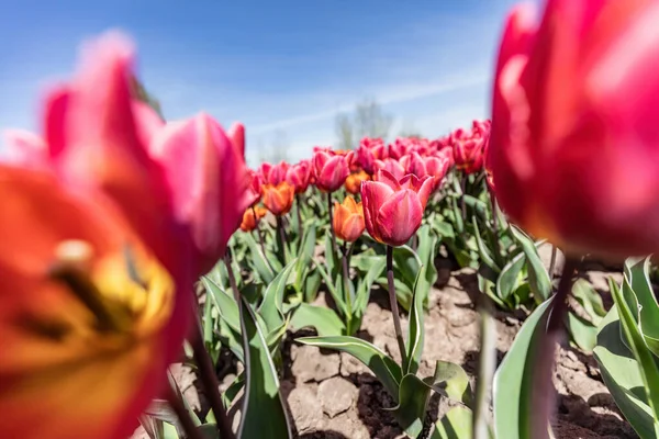 Tulpan Blommor Fält Våren Blå Himmel Färgglada Våren Tid — Stockfoto