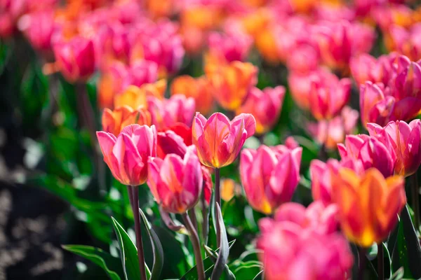 Tulp Veld Bloemen Bloei Het Voorjaar Kleurrijke Lente — Stockfoto