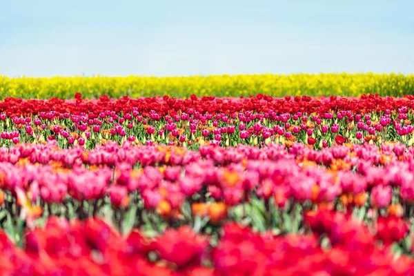 Tulp Bloemen Veld Het Voorjaar Blauwe Hemel Kleurrijke Lente — Stockfoto