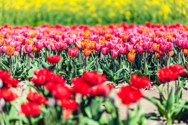 Tulpan Blommor Fält Våren Färgglada Våren Tid — Stockfoto
