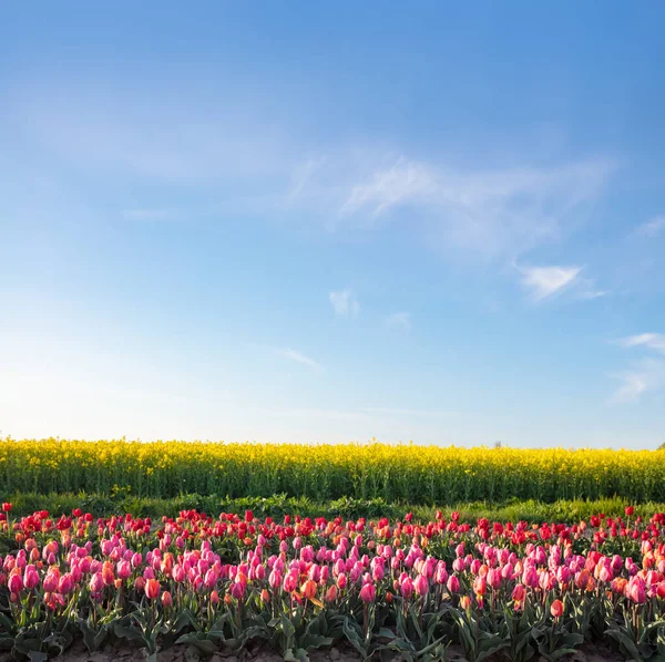 Campo Flores Tulipán Cielo Azul Primavera Colorida Primavera —  Fotos de Stock