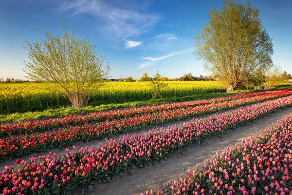 Tulipa Campo Flores Fazenda Paisagem Primavera Flores Que Crescem Fazenda — Fotografia de Stock
