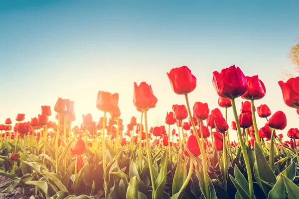 日没の春にチューリップの花のフィールド カラフルな春 — ストック写真
