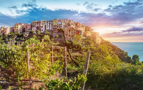 Corniglia Cinque Terre Italië Bij Zonsondergang Wijngaarden Terrassen — Stockfoto